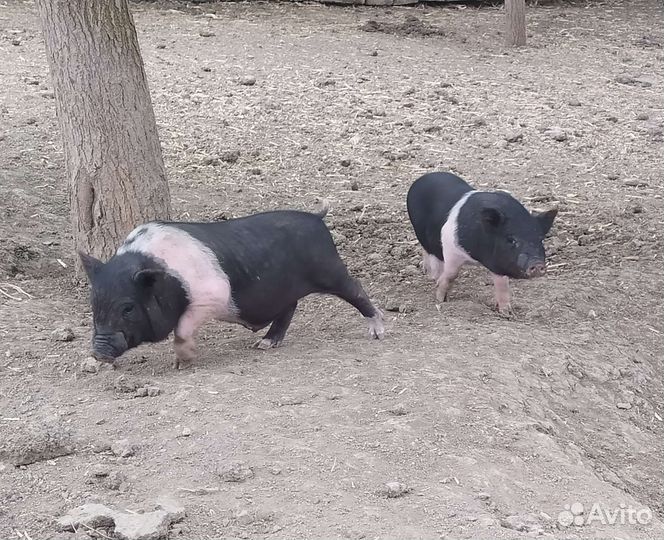 Вьетнамск вислобрюхий поросенок