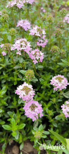 Тимьян (чабрец)