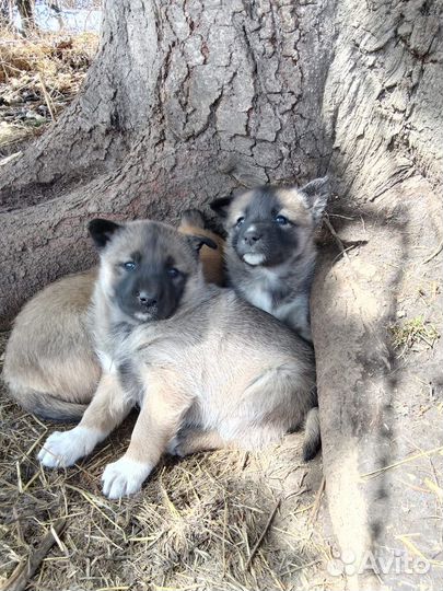 Западно сибирская лайка