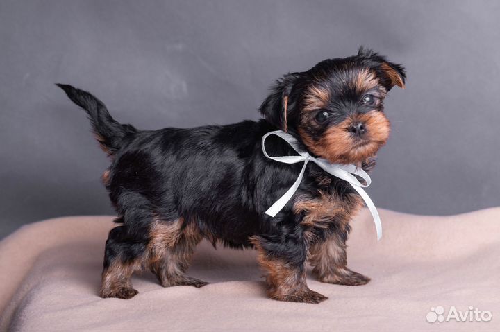 Йоркширский терьер щенки