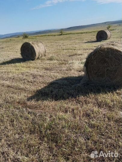 Сено в рулонах