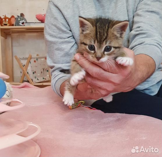 Малыш ищет любящих хозяев