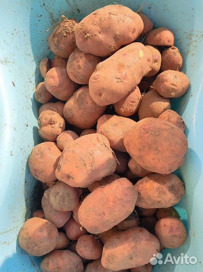 Картофель Сарпо Мира, Уника, Шервари Пирошка