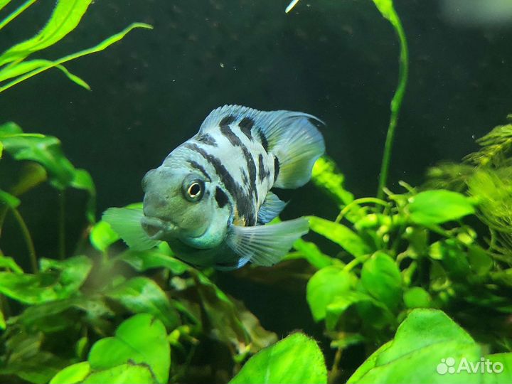 Сапфировые попугаи