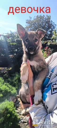 Левретка в добрые руки