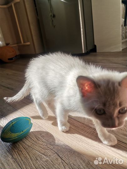 Найдена кошка