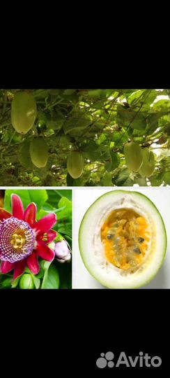 Комнатные растения цветы, лиана