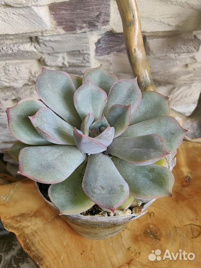 Суккуленты разные