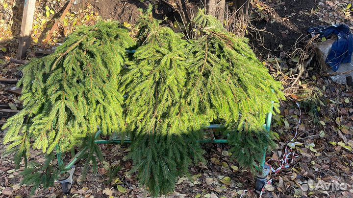 Лапник еловый для декораций