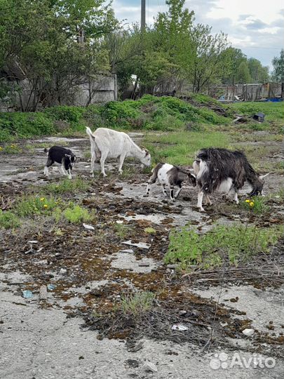 Продам коз и козлят