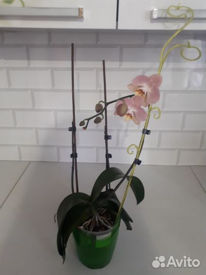 Орхидеи продажа