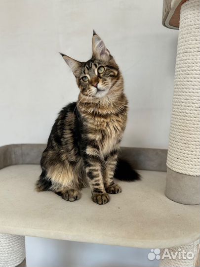 Мейн-кун котик