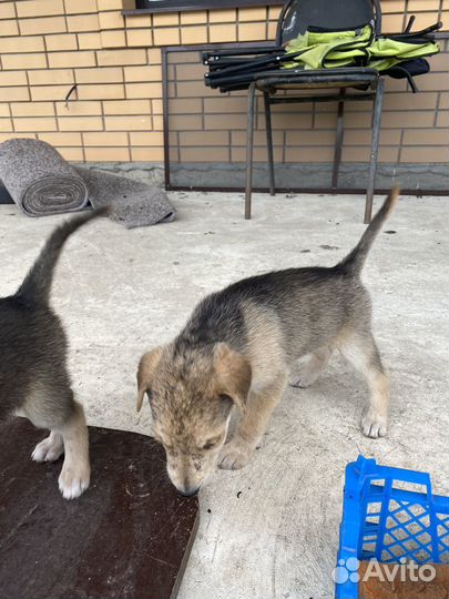 Щенки русской гончей