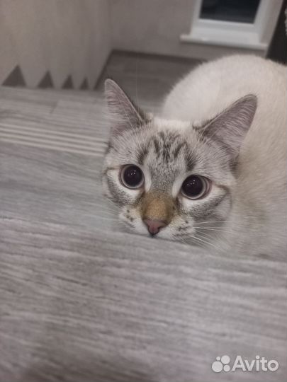 Кошечка Сима