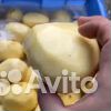 Картофелечистка Vega KPel Potato H500