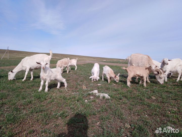 Продам коз молочной породы, козлят