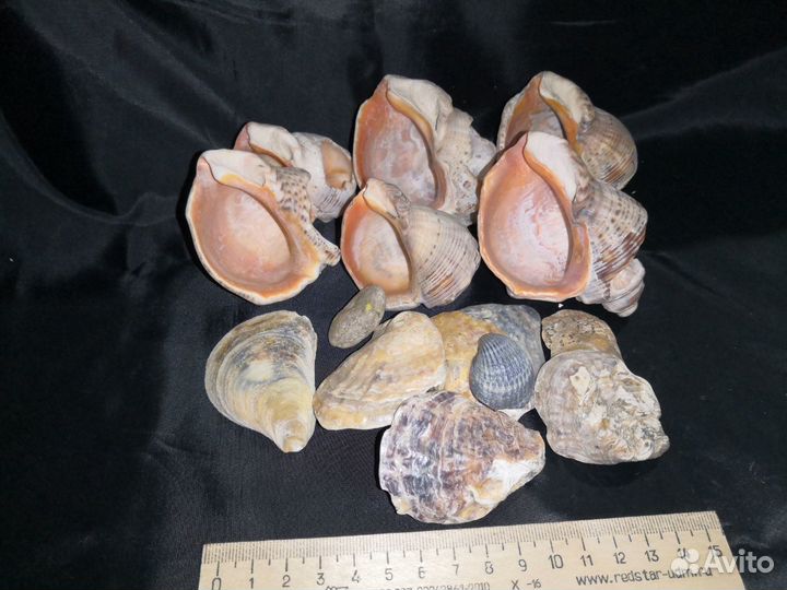 Ракушки. Комплект для аквариума