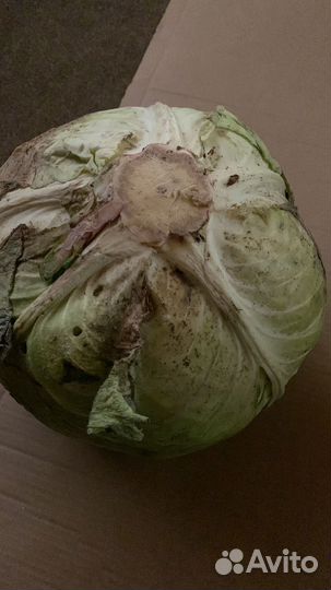 Капуста квашеная домашняя в стекляных банках