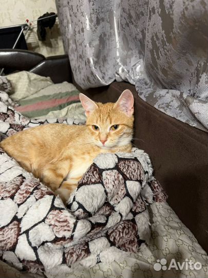 Кошка в дар бесплатно
