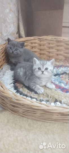 Шотландские котята