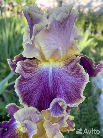 Ирисы сортовые