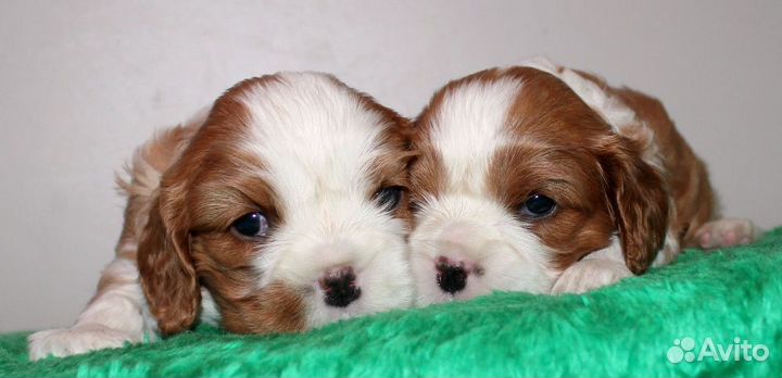 Малыши ккчс