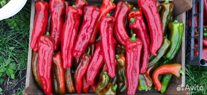 Перец Тронтаролло семена