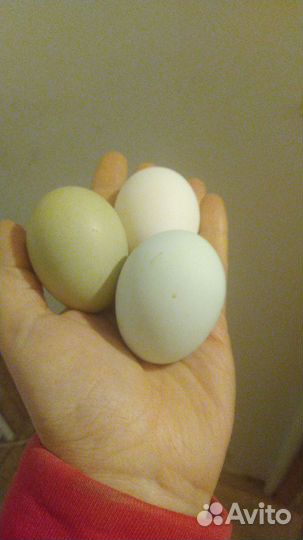 Инкубационное яйцо микс пород