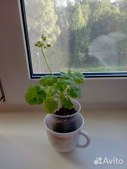 Пеларгония герань белая