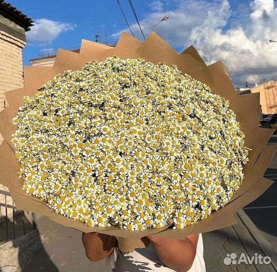 Ромашки Пионы Розы Доставка