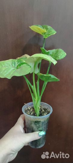 Сингониум Орм Тонг вариегатный