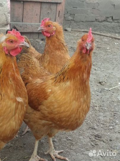 Кучинская юбилейное инкубационное яйцо