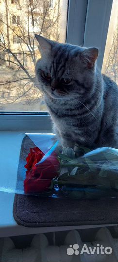 Шотландский кот вязка