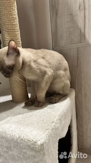 Бурманский котенок