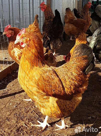 Цыплята Кучинская юбилейная