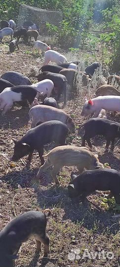 Поросята разных пород