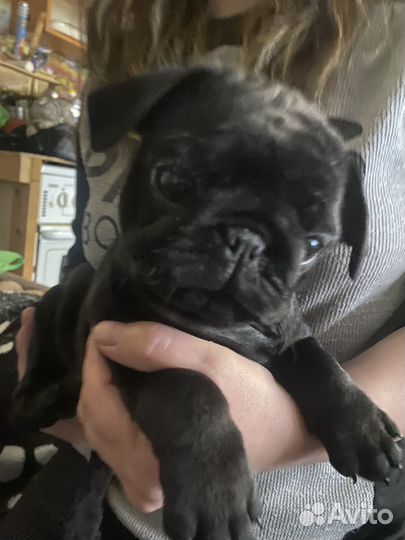 Щенки мопса