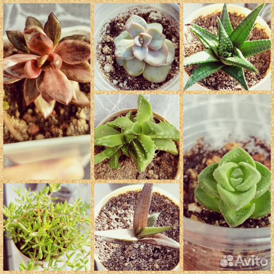 Суккуленты