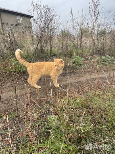 Рыжий кот