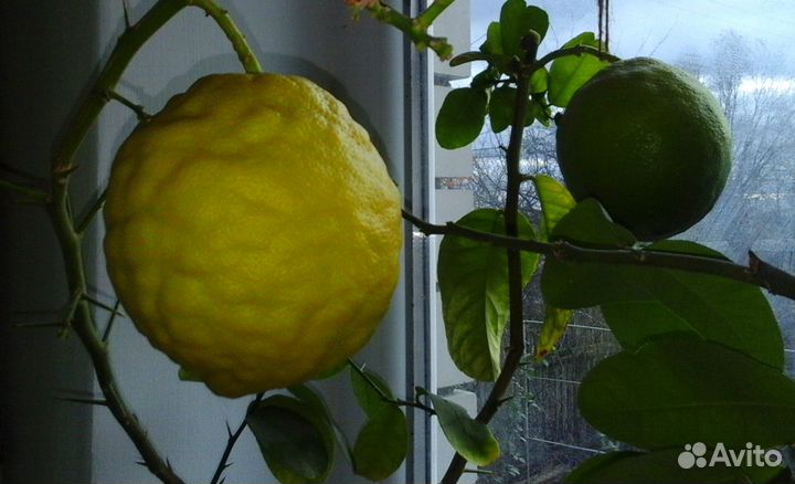 Лимонное дерево