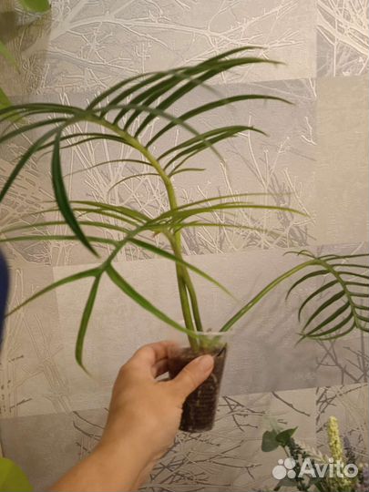 Филодендрон Тортум