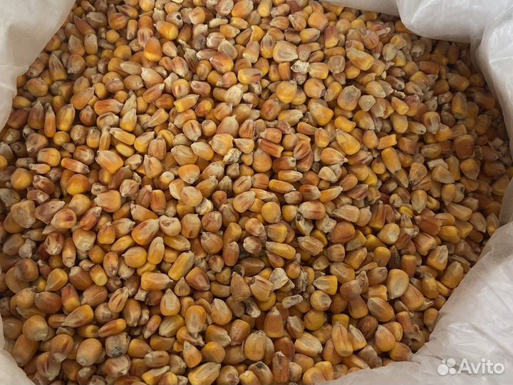 Кукуруза и дробленная