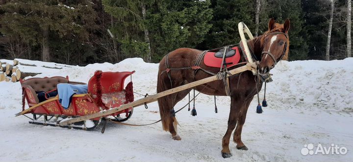 Сани для лошади