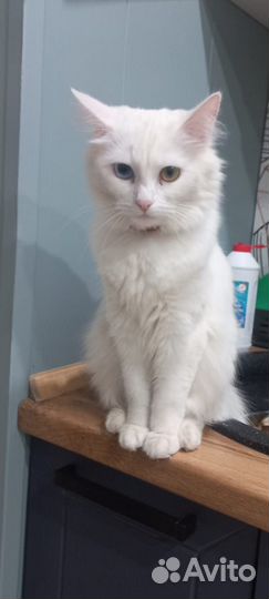 Кошки в добрые руки