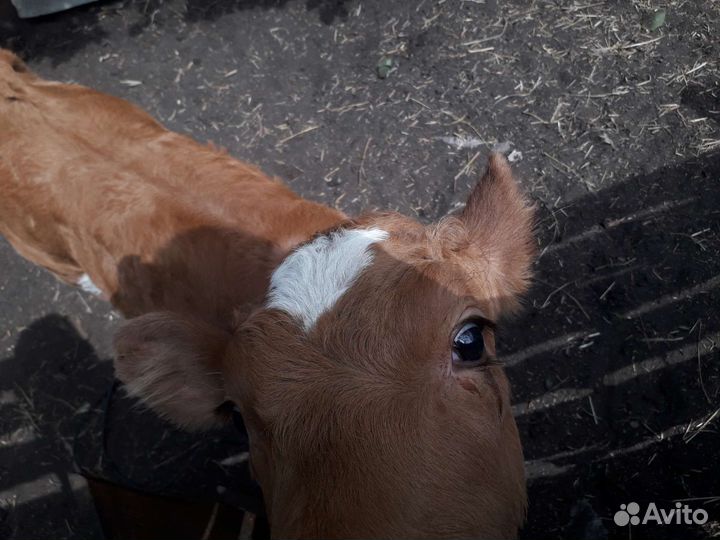 Телочка.Домашняя.Здоровенькая