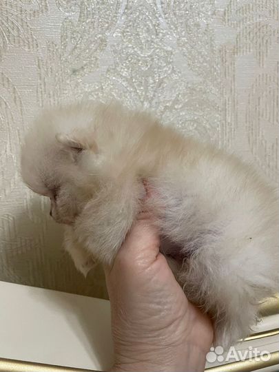 Померанский шпиц мини