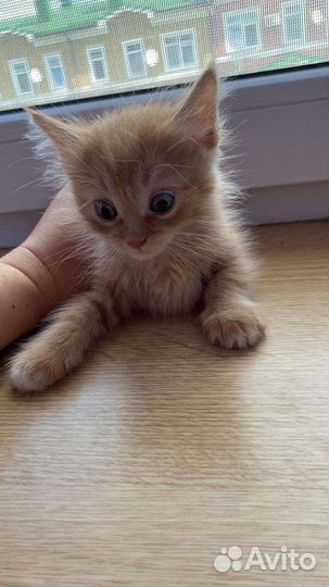 Котенок в дар