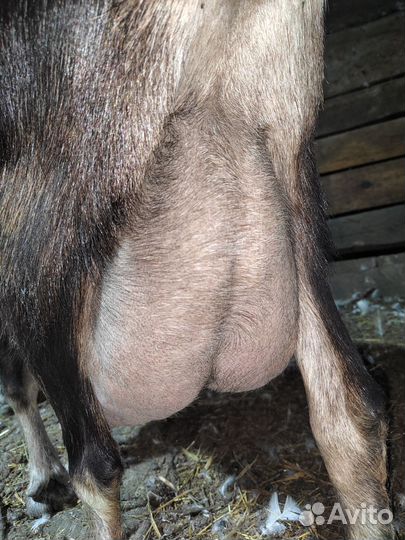 Коза ламанча дойная