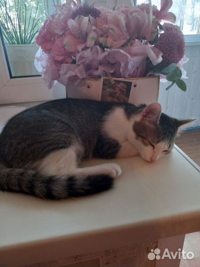 Кошка