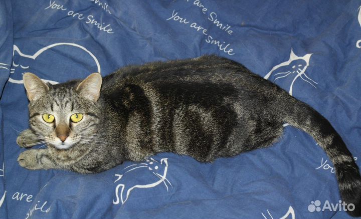 Красивейшая мраморная кошка осталась без дома